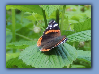 Red Admiral. Hetton Bogs. 12th June 2022 2.jpg